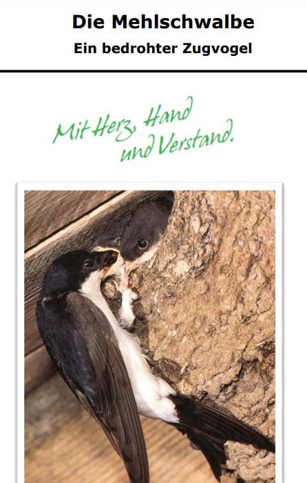Die Mehlschwalbe – Ein bedrohter Zugvogel